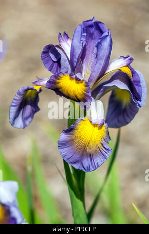 Iris spuria Levandule ' ' Foto Stock