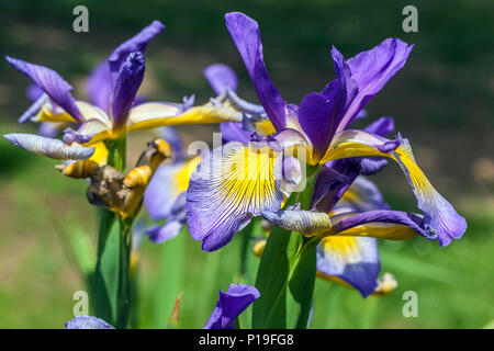 Iris spuria "Dobrodruh" Irises Foto Stock