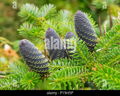 Blue inizio estate coni nestle tra il verde brillante gli aghi delle conifere ornamentali, Abies koreana Foto Stock