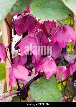 Rosa viola fiori pendente con tubo scuro della gara di arrampicata herbaeous campana viola fiore, Rhodochiton atrosanguineus Foto Stock