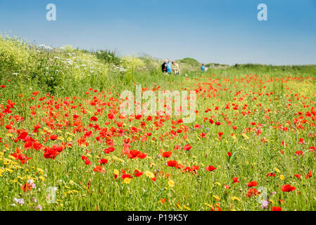 Il papavero Papaver rhoeas che cresce in un campo a campi arabili progetto sulla West pentire a Newquay in Cornovaglia. Foto Stock