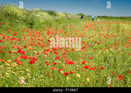 Il papavero Papaver rhoeas che cresce in un campo a campi arabili progetto sulla West pentire a Newquay in Cornovaglia. Foto Stock