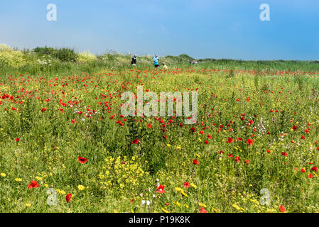 Fiori selvatici che crescono in un campo in campi arabili progetto sulla West pentire a Newquay in Cornovaglia. Foto Stock