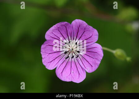 Immagine ravvicinata di geranio, presi nella Valle dei Fiori Foto Stock