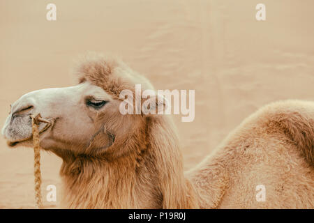 Il cammello, il deserto taklamakan Foto Stock