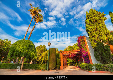 Alberi in fiore nel parco Vivieros nel pre-ore. Valencia, Spagna Foto Stock