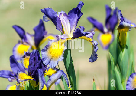 Iris spuria ' temperament ', Flower bokeh Irises Foto Stock