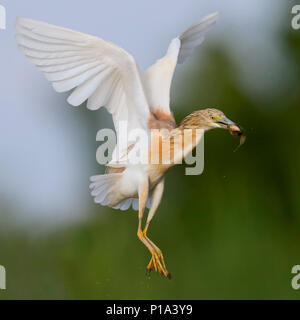 Sgarza ciuffetto (Ardeola ralloides), adulto in volo con la preda Foto Stock