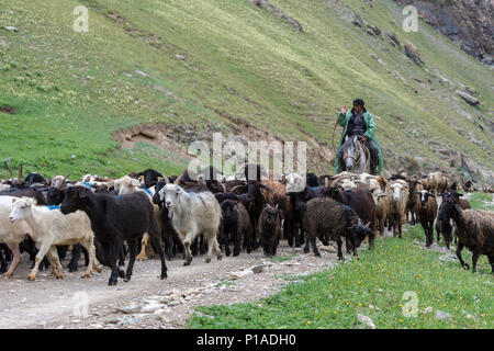 Pastore conducendo un allevamento di ovini in una valle, Provincia di Naryn, Kirghizistan Foto Stock