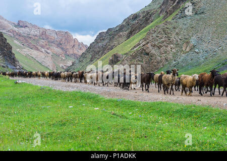 Allevamento di ovini che si muove in una valle, Provincia di Naryn, Kirghizistan Foto Stock