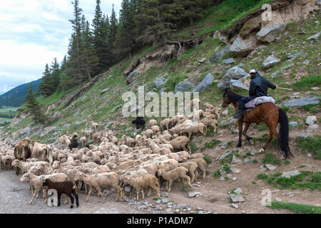 Pastore conducendo un allevamento di ovini in una valle, Provincia di Naryn, Kirghizistan Foto Stock