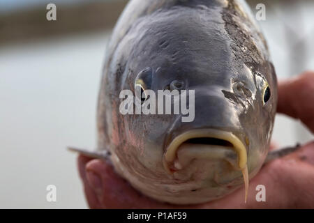 Una carpa viva il pesce è tenuto in mani - Vista anteriore Foto Stock