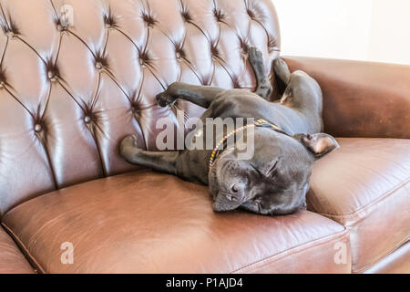 Nero staffordshire bull terrier cane addormentato su un marrone in stile vintage divano in pelle Foto Stock