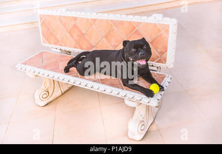 Felice black Staffordshire Bull Terrier cane giacente su un banco di pietra con una palla da tennis guardando la telecamera Foto Stock