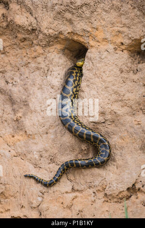 Un giallo Anaconda verificando un Kingfisher's Nest presso la riva del fiume durante la stagione secca del Pantanal. Foto Stock