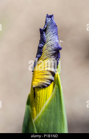 Blu giallo Iris spuria ' temperamento ', iris fiore germoglio primo piano Foto Stock