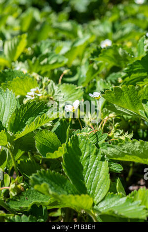 Piante di fragola e fiori in pieno sole Foto Stock