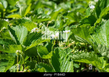 Piante di fragola e fiori in pieno sole Foto Stock