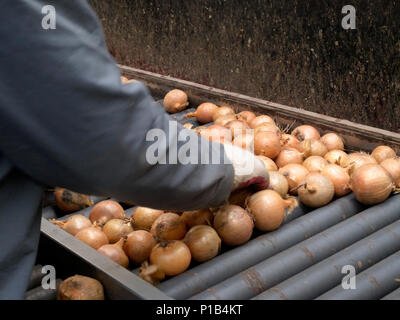 Il confezionamento e lo smistamento di cipolle in un grossista di ortaggi Foto Stock