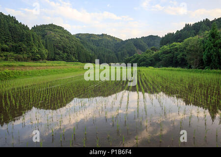 Appena piantato riso con cielo riflessa nel campo inondato Foto Stock