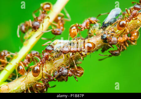 Red Ant e afide di colonia su ramoscello Foto Stock