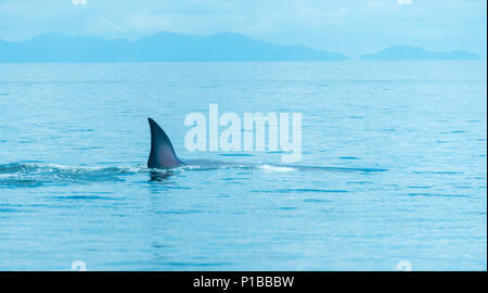 Bryde la balena in Thailandia Ocean Foto Stock