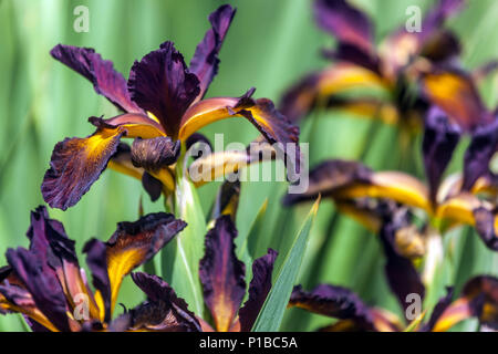 Iris spuria ' Sultan Sash ' Irises Foto Stock