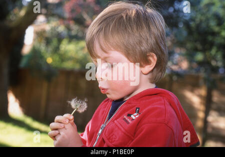 Ragazzo di tre anni che soffia su un dente di leone a dire il tempo. Foto Stock