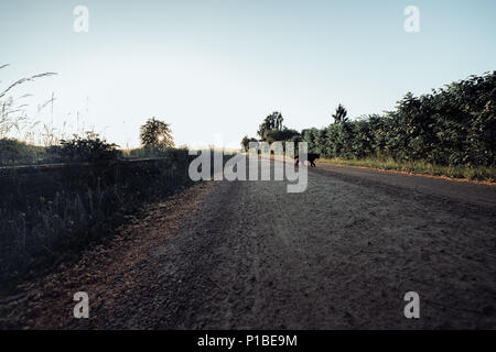 Gatto nero che attraversa la strada nel paesaggio al tramonto Foto Stock