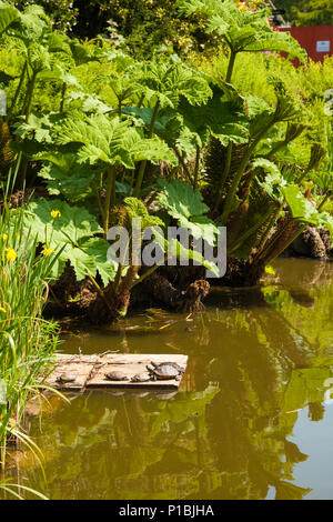 Terrapins fuori dall'acqua in Walton Hall e giardini Warrington Inghilterra. Foto Stock