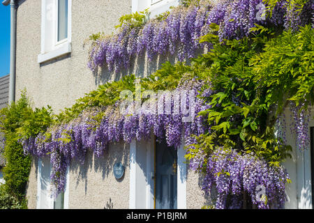 Il Glicine arrampicarsi su una facciata della casa in Scozia. Foto Stock