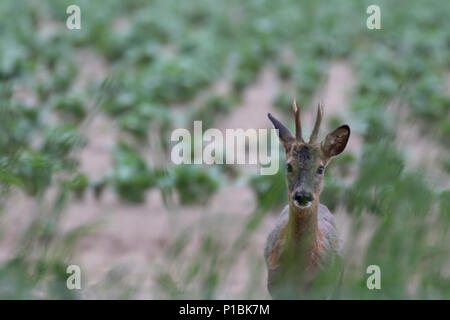 Il capriolo Capreolus capreolus, entro un campo cutivated alimentazione su hedge verdi durante la serata nel morayshire, Scozia. Foto Stock