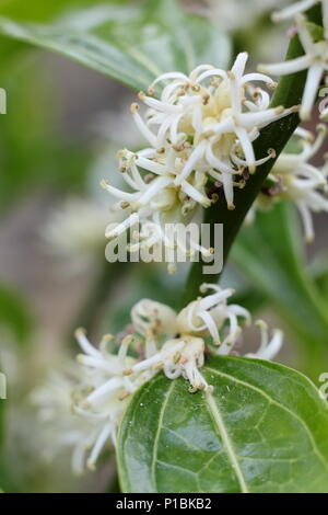 Sarcococca wallichii. Fiori profumati di Sarcococca wallichii, chiamato anche scatola di Natale o scatola di dolci, in fiore nel giardino d'inverno, REGNO UNITO Foto Stock
