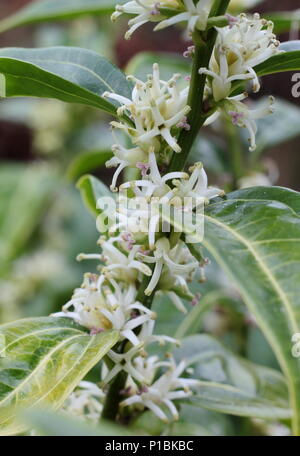 Sarcococca wallichii. Fiori profumati di Sarcococca wallichii, chiamato anche scatola di Natale o scatola di dolci, in fiore nel giardino d'inverno, REGNO UNITO Foto Stock