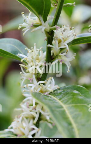 Sarcococca wallichii. Fiori profumati di Sarcococca wallichii, chiamato anche scatola di Natale o scatola di dolci, in fiore nel giardino d'inverno, REGNO UNITO Foto Stock