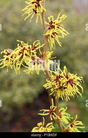 Hamamelis x intermedia 'Pallida' amamelide in fiore in un giardino d'inverno, febbraio, REGNO UNITO Foto Stock