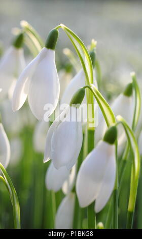 Gocce di neve. Galanthus nivalis. Le nevi sono illuminate dal sole invernale in un giardino all'inglese Foto Stock
