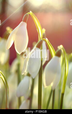 Galanthus nivalis. Snowdrops illuminato dal basso, in inverno il sole in un giardino inglese Foto Stock