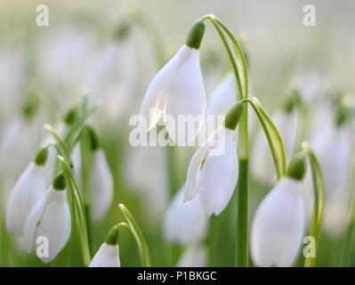 Galanthus nivalis. Snowdrops illuminato dal basso, in inverno il sole in un giardino inglese Foto Stock