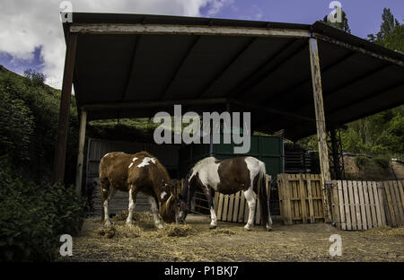 Cavalli e pecore in fattoria, dettaglio degli animali Foto Stock