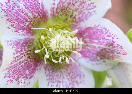 Alesaggio. Helleborus x hybridus. Rosa e bianco della quaresima ibrida in fiore in un giardino d'inverno a febbraio, Regno Unito Foto Stock