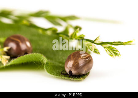 Zecche enorme piena di sangue su erba verde foglie. Foto Stock