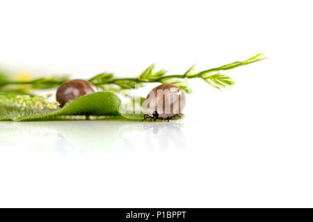 Zecche pieno di sangue sulle foglie verdi in studio con la riflessione. Foto Stock