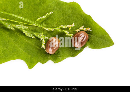 Due fat zecche piena di sangue sulla foglia in studio da sopra. Foto Stock