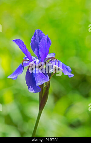 Una matita Iris - Cape Cod, Massachusetts, STATI UNITI D'AMERICA Foto Stock