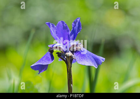 Una matita Iris blossom - Cape Cod, Massachusetts, STATI UNITI D'AMERICA Foto Stock