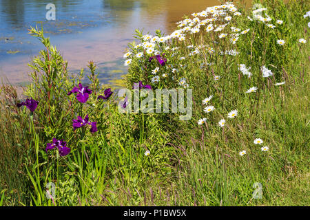 Iris Viola e margherite a bordo del lago a RHS Gardens Hyde hall in Essex su un soleggiato giugno mattina Foto Stock