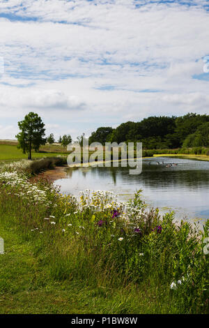 Lago inferiore ad RHS Gardens Hyde Hall in Essex su un soleggiato giugno mattina con fiori selvatici Foto Stock