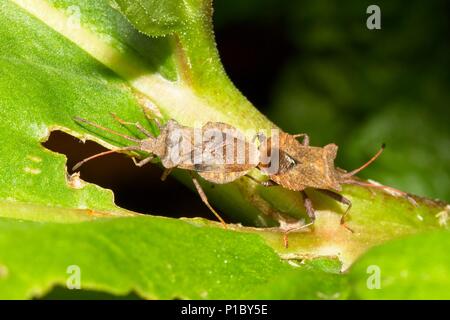 Protezione del dock bugs (Coreus marginatus) coniugata su foglie di rabarbaro, East Sussex, Regno Unito Foto Stock