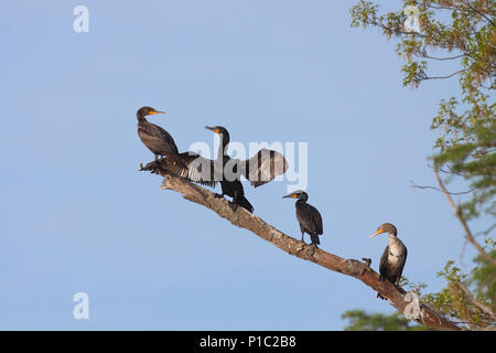 Quattro cormorani che poggiano su un ramo nel cielo blu. Un cormorano guarda indietro nel disprezzo a un altro come il secondo si diffonde le sue ali. Foto Stock